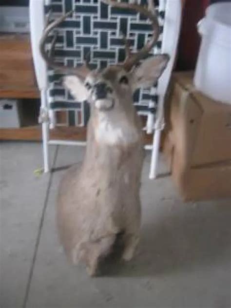 red deer craigs|red deer classifieds.